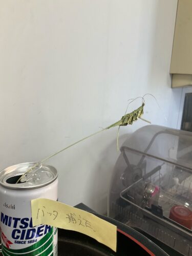 「バッタ」